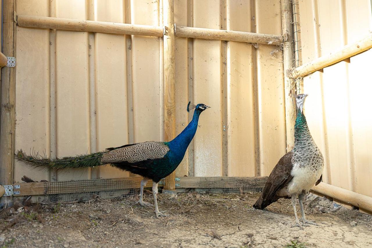 Agriturismo Cappellese Castelnuovo della Misericordia エクステリア 写真